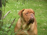 Étalon Dogue de Bordeaux - Absinthe Des gladiateurs du guesny