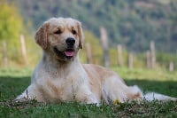 Étalon Golden Retriever - Douce folie Du pays sauvage