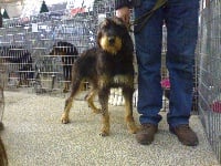 Étalon Griffon nivernais - Barbe du rio sourd