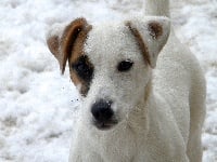 Étalon Jack Russell Terrier - Eclat de noisette Des terres rouges du sud
