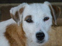 Étalon Jack Russell Terrier - Bunny baball Des terres rouges du sud