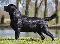 TR. CH. IB. CS. LUX. Bandit Of sweet eyes