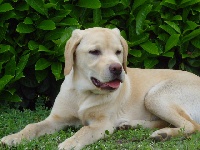 Étalon Labrador Retriever - Caramel (Sans Affixe)
