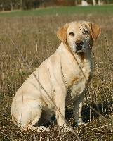 Étalon Labrador Retriever - Tess brame de pin castel