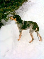 Étalon Petit bleu de Gascogne - Echo des Bauges du Senepy