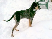 Étalon Petit bleu de Gascogne - Eliot des Bauges du Senepy