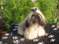 Étalon Shih Tzu - Cko kai des lotus du soleil levant