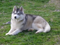 Étalon Siberian Husky - Enjoy Corsicahusky
