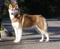 Étalon Siberian Husky - Dynamite Corsicahusky