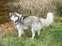 Étalon Siberian Husky - Very river diamond blue Of pack-ice wolves