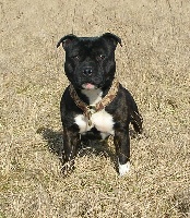 Étalon Staffordshire Bull Terrier - CH. Aston of the upper staff kennel