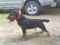 Étalon Terrier de chasse allemand - Clack du Grand Montfaucon