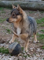 Étalon Spitz des Visigoths - CH. lille viking's Ain't she special