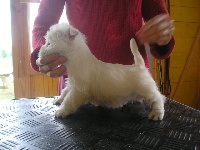 Étalon West Highland White Terrier - Westwilscot's EVER READY TO SHOW