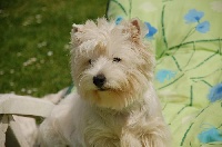 Étalon West Highland White Terrier - Westwilscot's Delicate princess