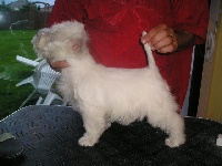 Étalon West Highland White Terrier - Delbret's Dolce & gabanna
