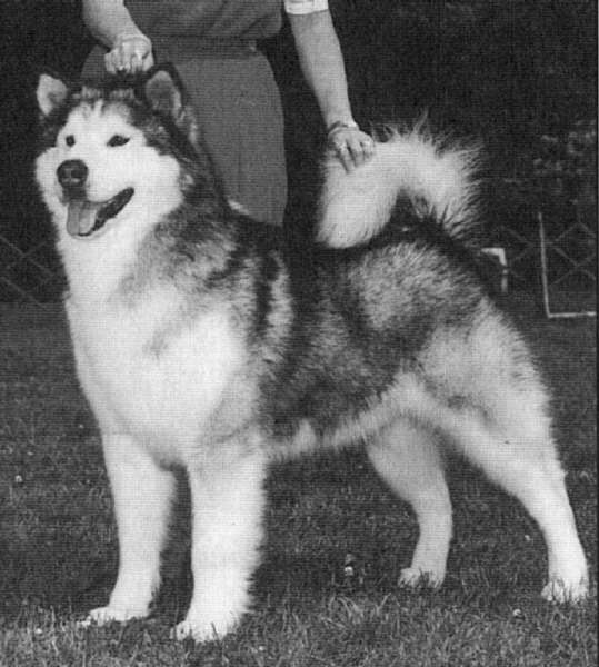 CH. sendaishi's Diamond jim