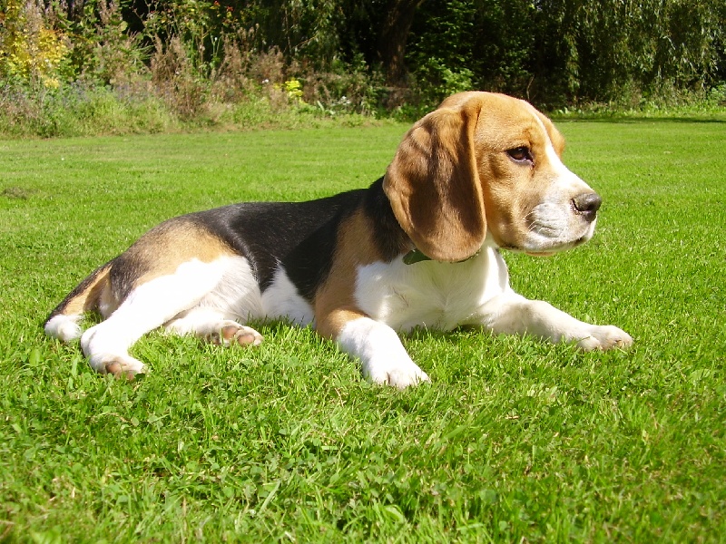 Publication : de la Meute Enchantée