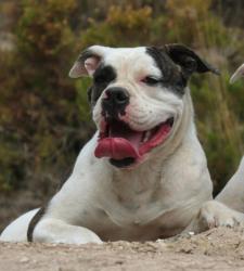 Frostbite Beyond believe