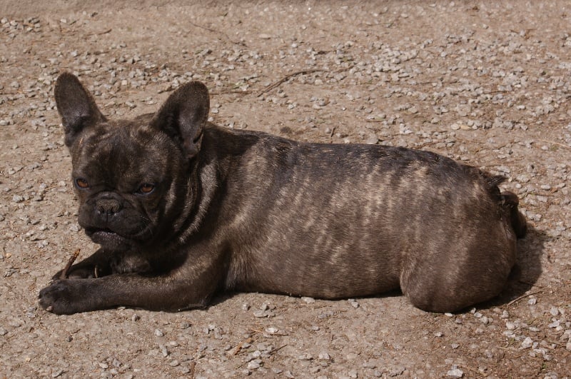 Diam's (Sans Affixe)