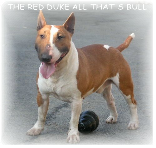 The red duke all that's bull