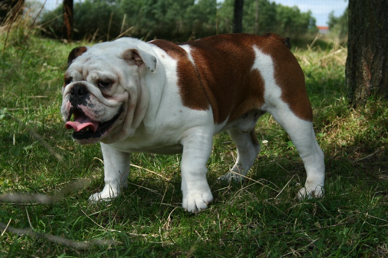 Publication : bull's of love 