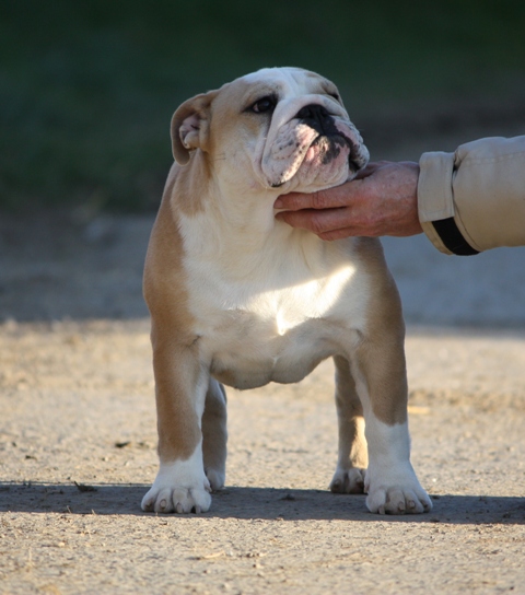 Publication : Impressive Bull 