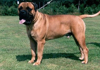 luvabull's Famous fellow