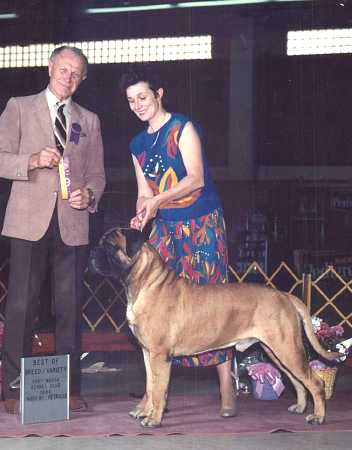 CH. blackslate Boston brahmin