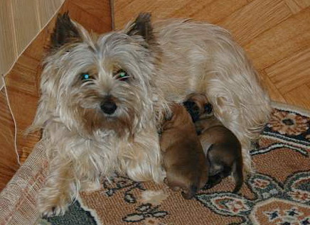 Vénus (Sans Affixe)