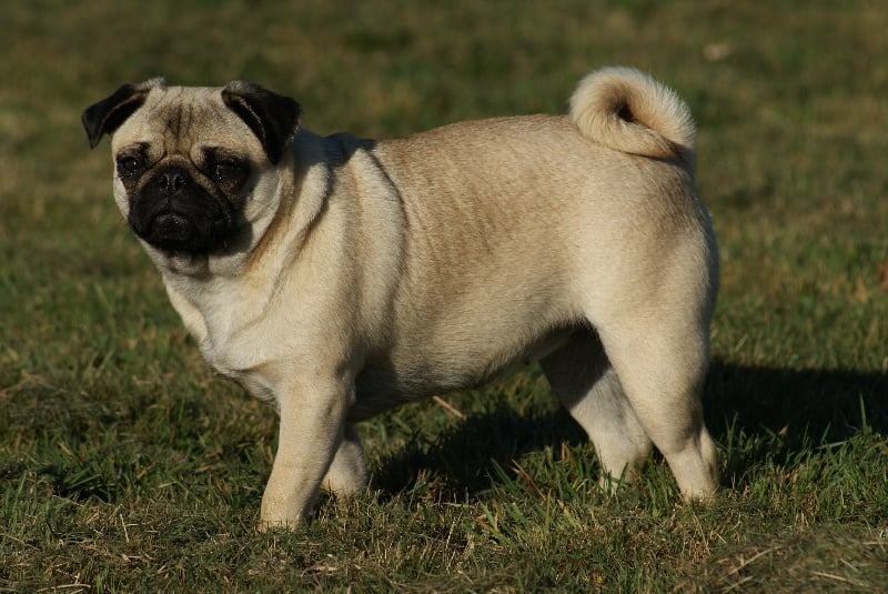 Daphnée du Domaine de la Rêverie