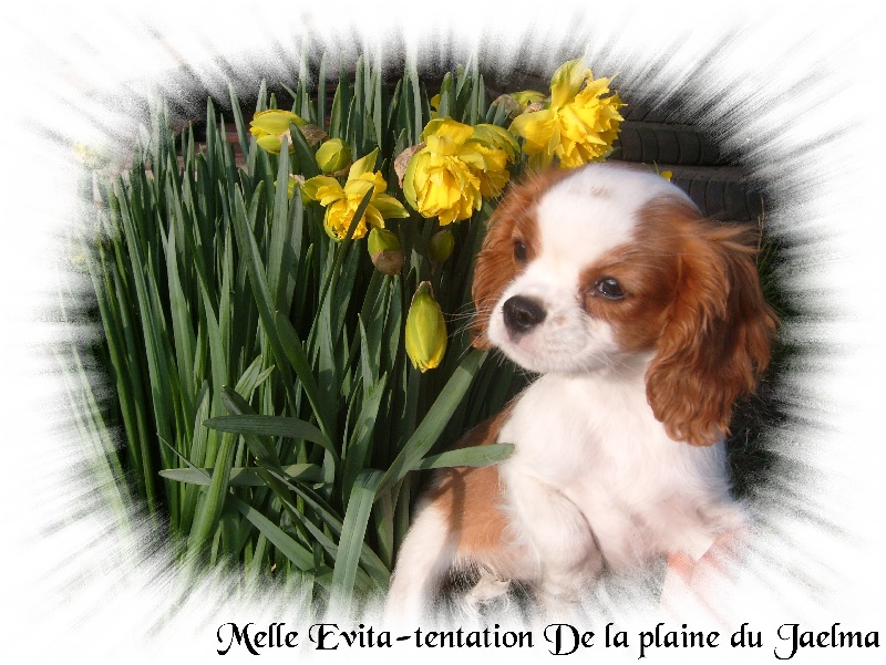 Publication : de la plaine du Jaelma