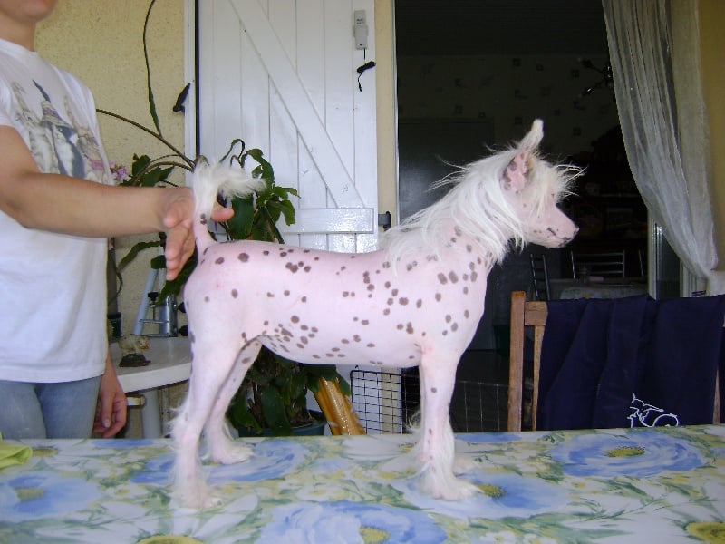 Publication : du Clos des Tulipes Noires Auteur : meunier