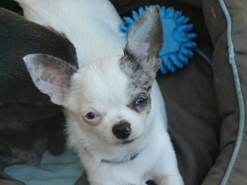 Publication : du Royaume de la Fée Bleue Auteur : Perrine Carlier