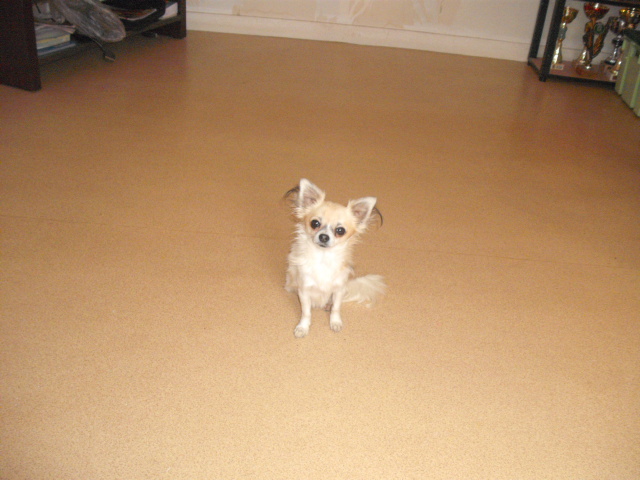 Du p'tit bocage Djin tonic