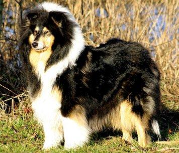 Walk of fame of the loving collies