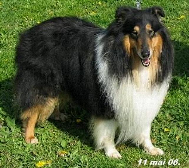 Publication : knight of the Lamb Auteur : Cronet