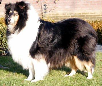 Not for sale of the loving collies