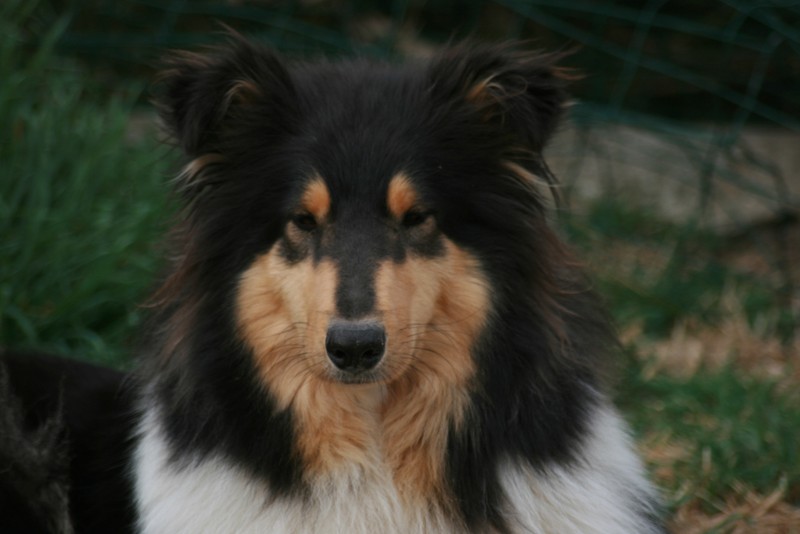 Publication : Of Connemara's Highlands Auteur : ARMELIN S.