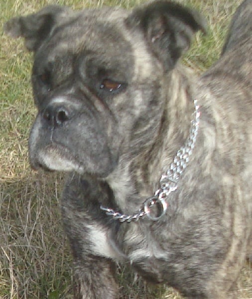 Publication : Des molosses de celebra 