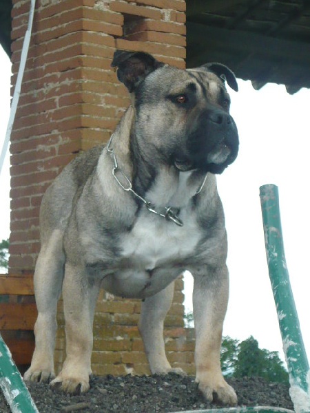 Publication : du domaine de cocagne Auteur : le domaine de cocagne