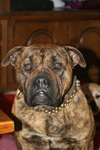 Hells Cadeous des htes-fagnes