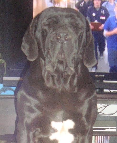 Publication : Des molosses de celebra 