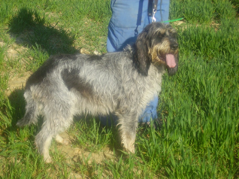 Brisca (Sans Affixe)