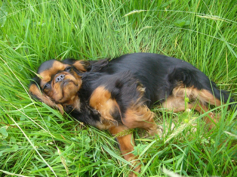 Publication : du logis des harfangs 