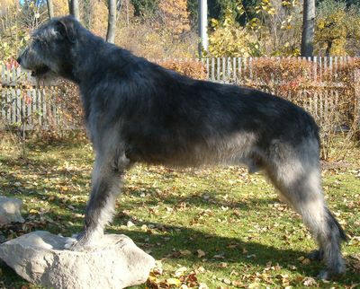 CH. Imperator legenda belfast midas