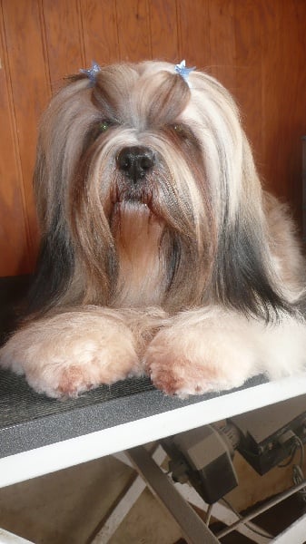 Bimbo des prés de perceneige