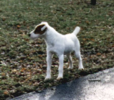 Barsetta Fugitive of fox valley