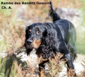 CH. Rambo des bandits gascons