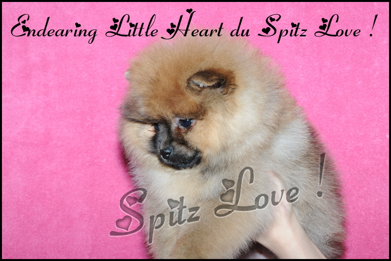 Endearing little heart du Spitz Love